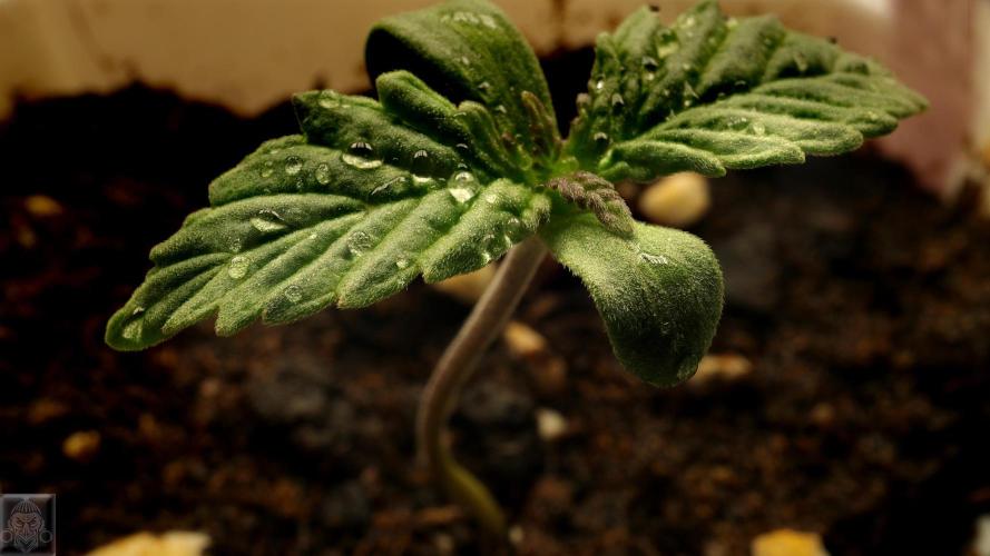 Sticky Broccoli ,Zamnesia.. Week 1 - 3d