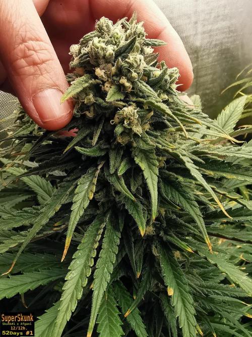 SuperSkunk. Week 13 - 52d n1