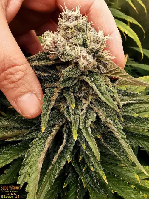 SuperSkunk. Week 13 - 52d n2