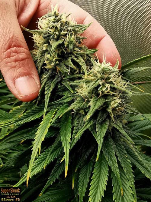 SuperSkunk. Week 13 - 525d n3