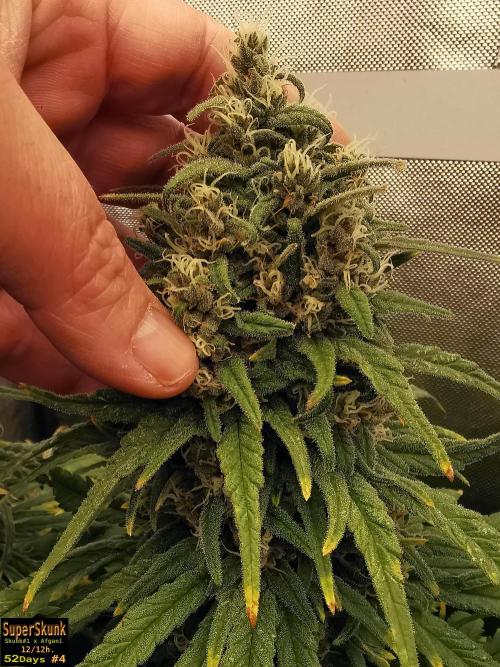 SuperSkunk. Week 13 - 52d n4