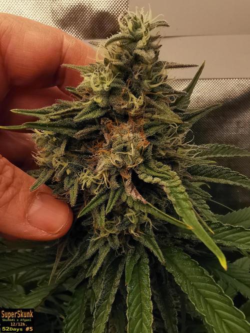 SuperSkunk. Week 13 - 52d n5