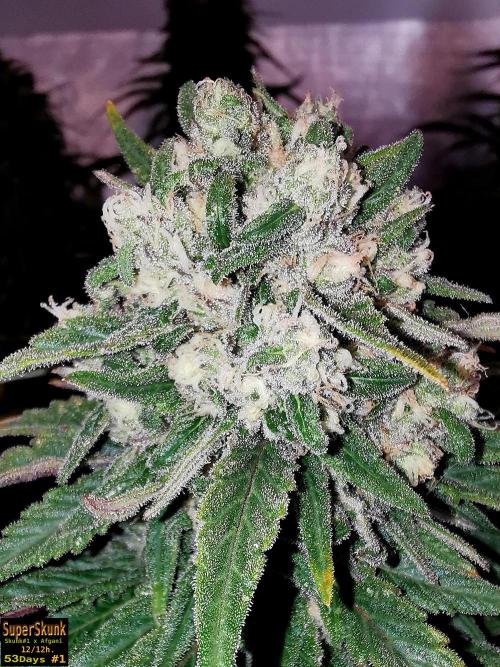 SuperSkunk. Week 13 - 53d n1