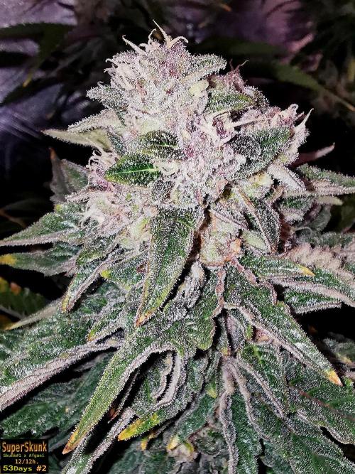 SuperSkunk. Week 13 - 53d n2