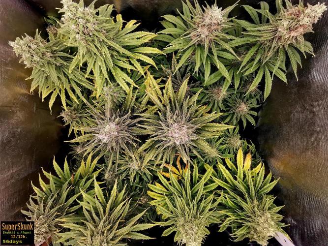 SuperSkunk. Week 13 - 56d