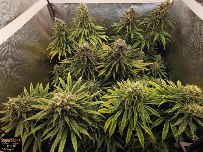 SuperSkunk. Week 13 - 56d