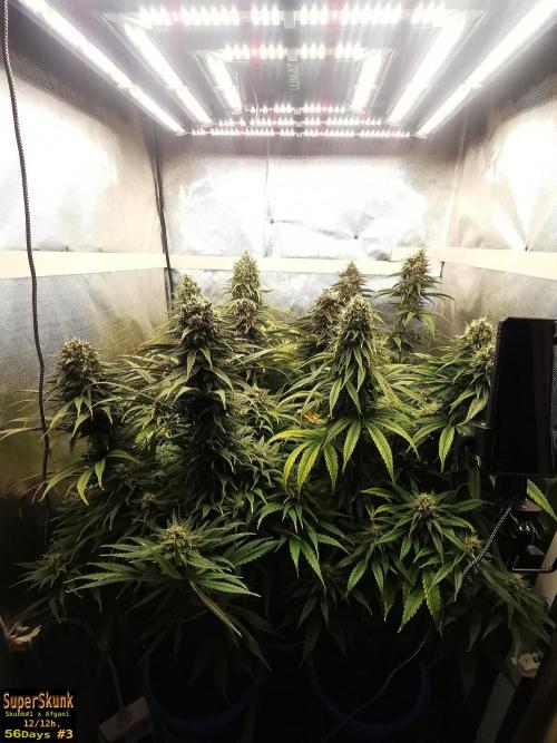 SuperSkunk. Week 13 - 56d