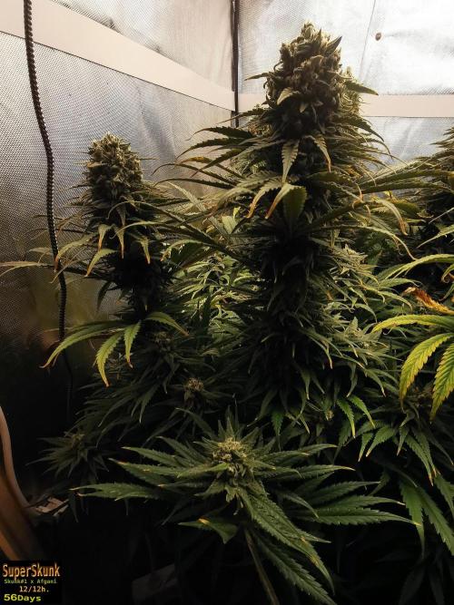 SuperSkunk. Week 13 - 56d n1