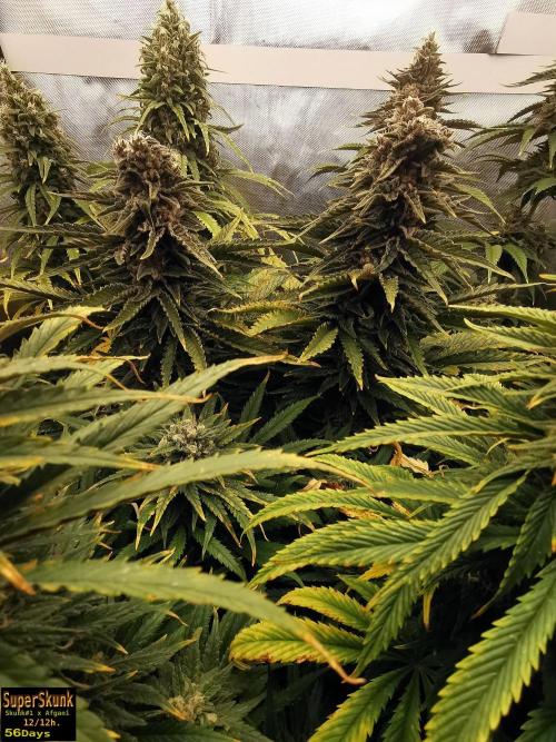 SuperSkunk. Week 13 - 56d n2