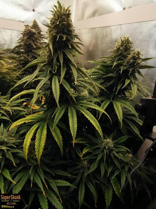 SuperSkunk. Week 13 - 56d n3