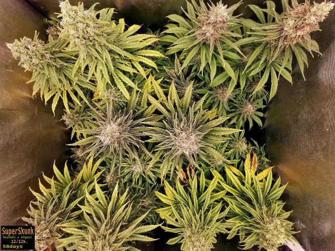 SuperSkunk. Week 14 - 58d