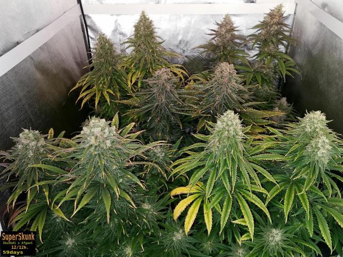 SuperSkunk. Week 14 - 59d