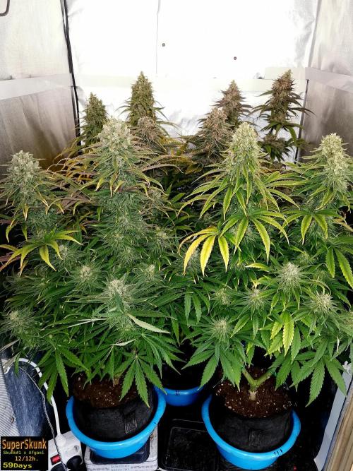 SuperSkunk. Week 14 - 59d