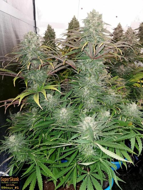 SuperSkunk. Week 14 - 59n1