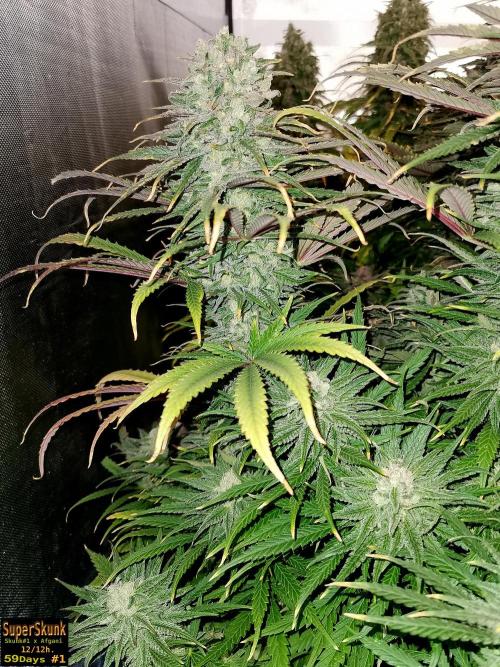 SuperSkunk. Week 14 - 59n1