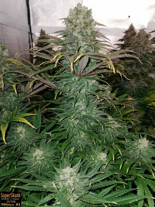 SuperSkunk. Week 14 - 59n1