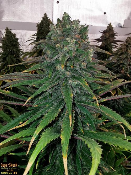 SuperSkunk. Week 14 - 59n1