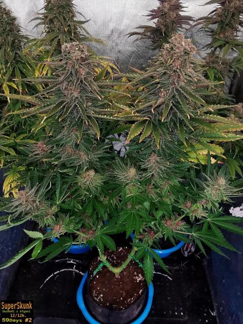 SuperSkunk. Week 14 - 59n2