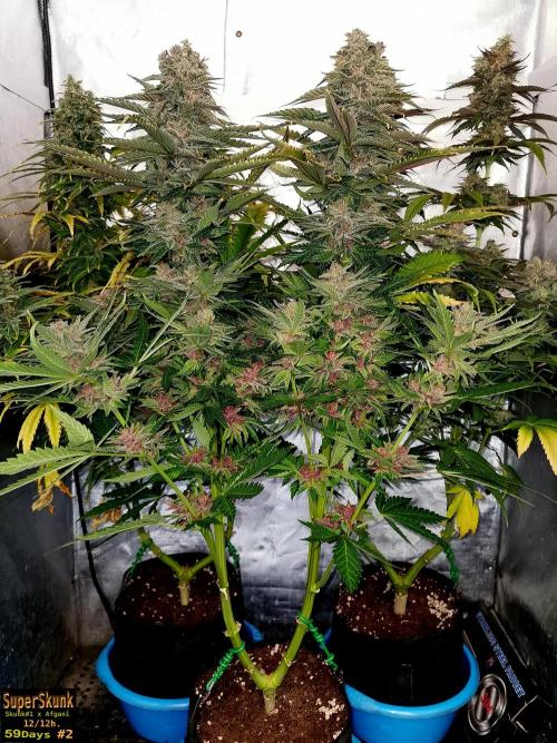 SuperSkunk. Week 14 - 59n2