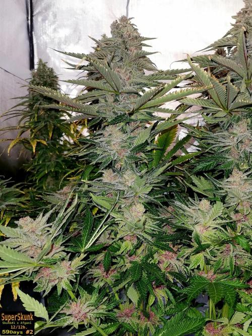 SuperSkunk. Week 14 - 59n2