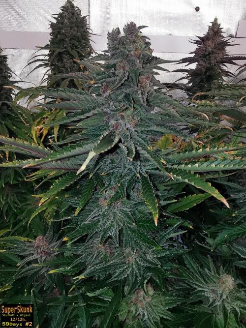 SuperSkunk. Week 14 - 59n2