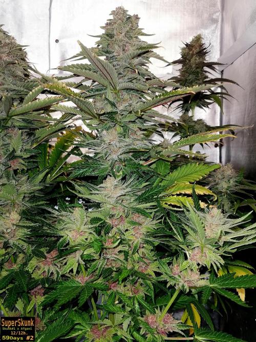 SuperSkunk. Week 14 - 59n2