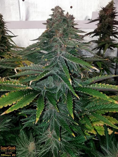 SuperSkunk. Week 14 - 59n2