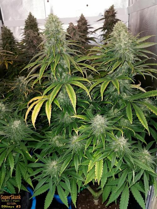 SuperSkunk. Week 14 - 59n3