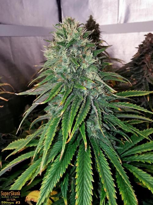 SuperSkunk. Week 14 - 59n3