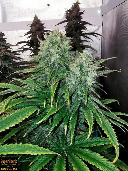 SuperSkunk. Week 14 - 59n3