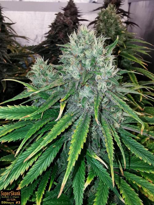 SuperSkunk. Week 14 - 59n3