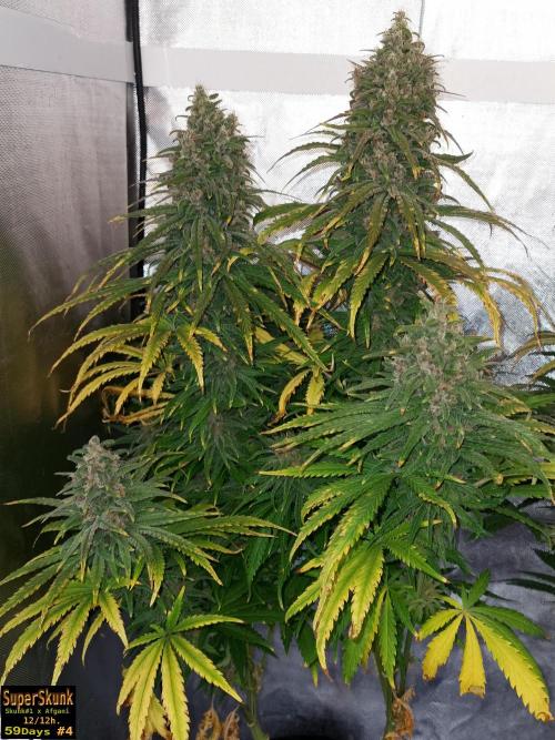 SuperSkunk. Week 14 - 59n4