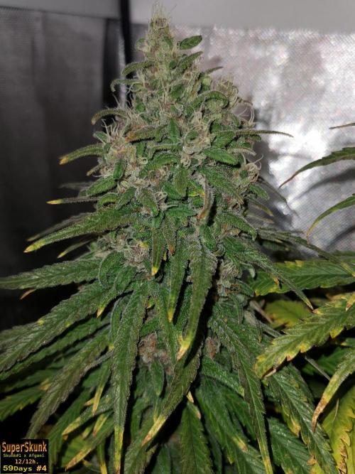 SuperSkunk. Week 14 - 59n4