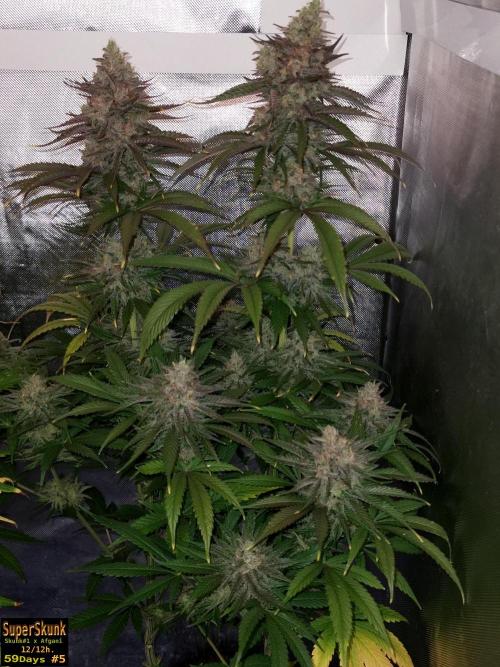 SuperSkunk. Week 14 - 59n5