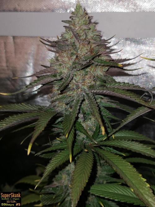 SuperSkunk. Week 14 - 59n5