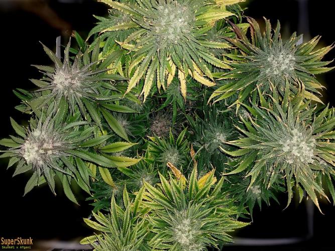 SuperSkunk. Week 14 - 59d