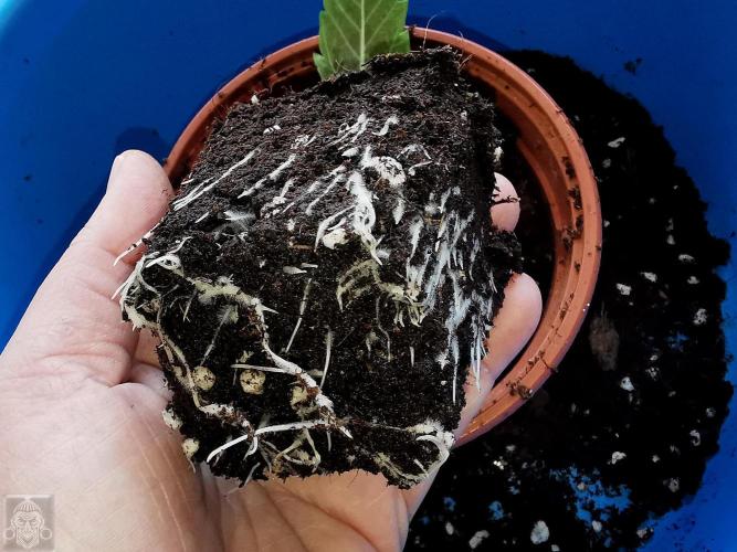 Sticky Broccoli ,Zamnesia.. Week 2 - 8d