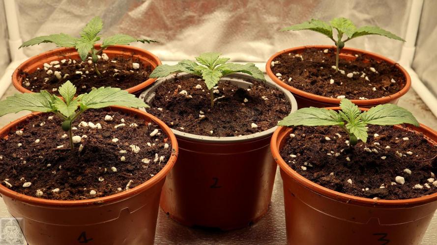 Sticky Broccoli ,Zamnesia.. Week 2 - 8d