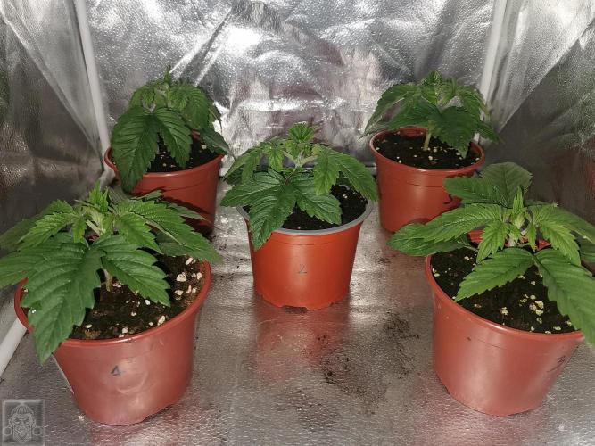 Sticky Broccoli ,Zamnesia.. Week 2 - 14d