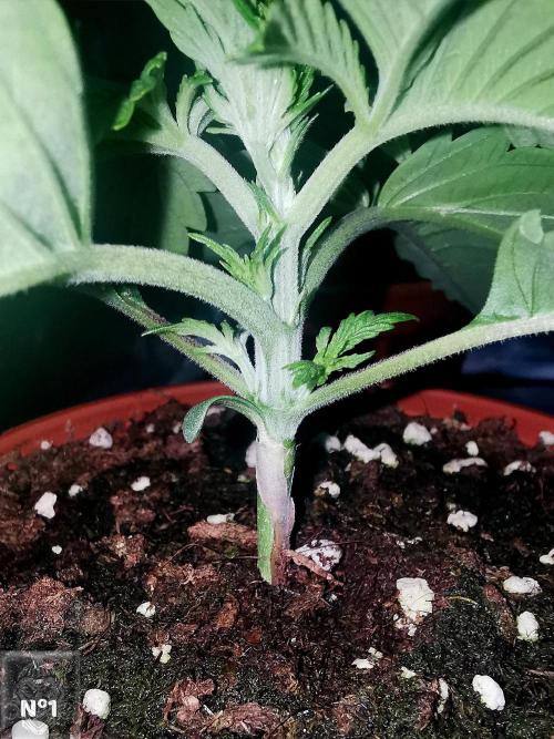 Sticky Broccoli ,Zamnesia.. Week 2 - 14d n1