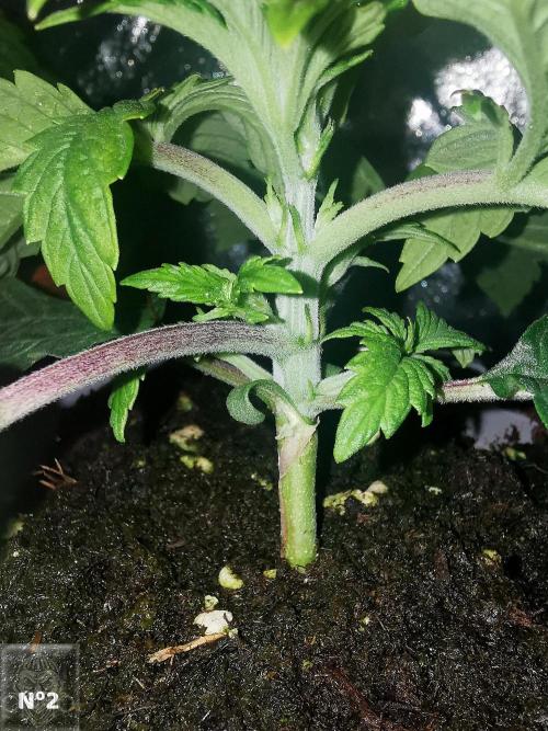 Sticky Broccoli ,Zamnesia.. Week 2 - 14d n2
