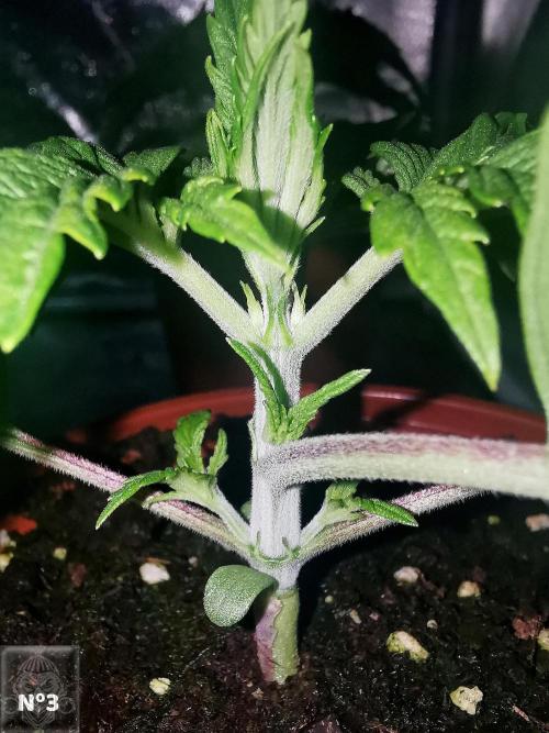 Sticky Broccoli ,Zamnesia.. Week 2 - 14d n3