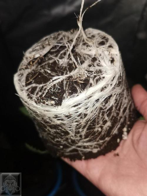Sticky Broccoli ,Zamnesia.. Week 2 - 14d