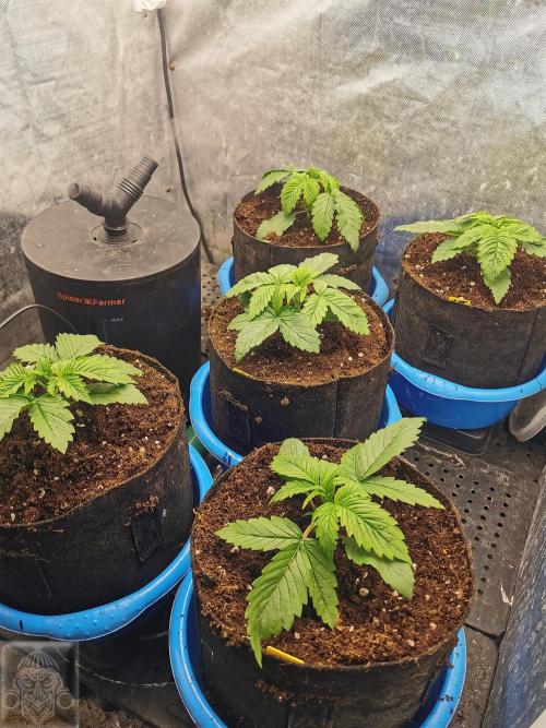 Sticky Broccoli ,Zamnesia.. Week 2 - 14d