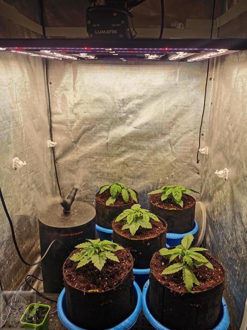 Sticky Broccoli ,Zamnesia.. Week 2 - 14d
