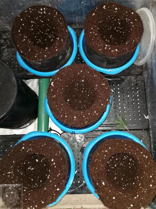 Sticky Broccoli ,Zamnesia.. Week 2 - 14d
