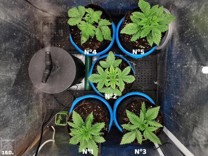 Sticky Broccoli ,Zamnesia.. Week 3 - 16d