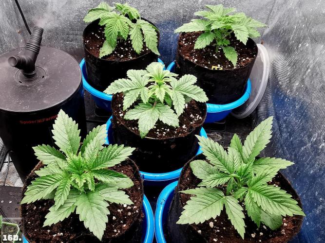 Sticky Broccoli ,Zamnesia.. Week 3 - 16d