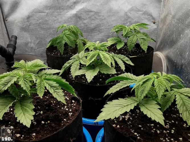 Sticky Broccoli ,Zamnesia.. Week 3 - 19d