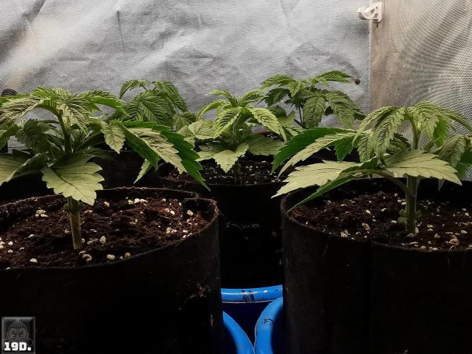 Sticky Broccoli ,Zamnesia.. Week 3 - 19d
